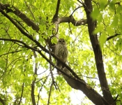 FortSnelling 2014 05 24 003
